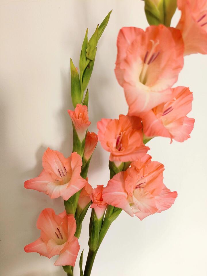 Pink Gladiolus