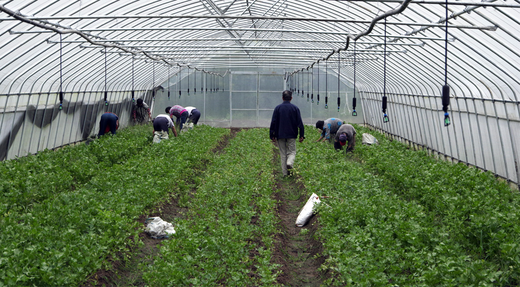 Low Cost Greenhouse