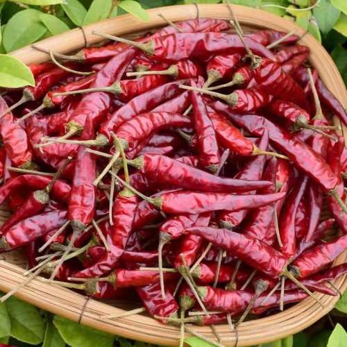 Yan Chili Wholesale high quality Guizhou Plateau pepper not added Factory