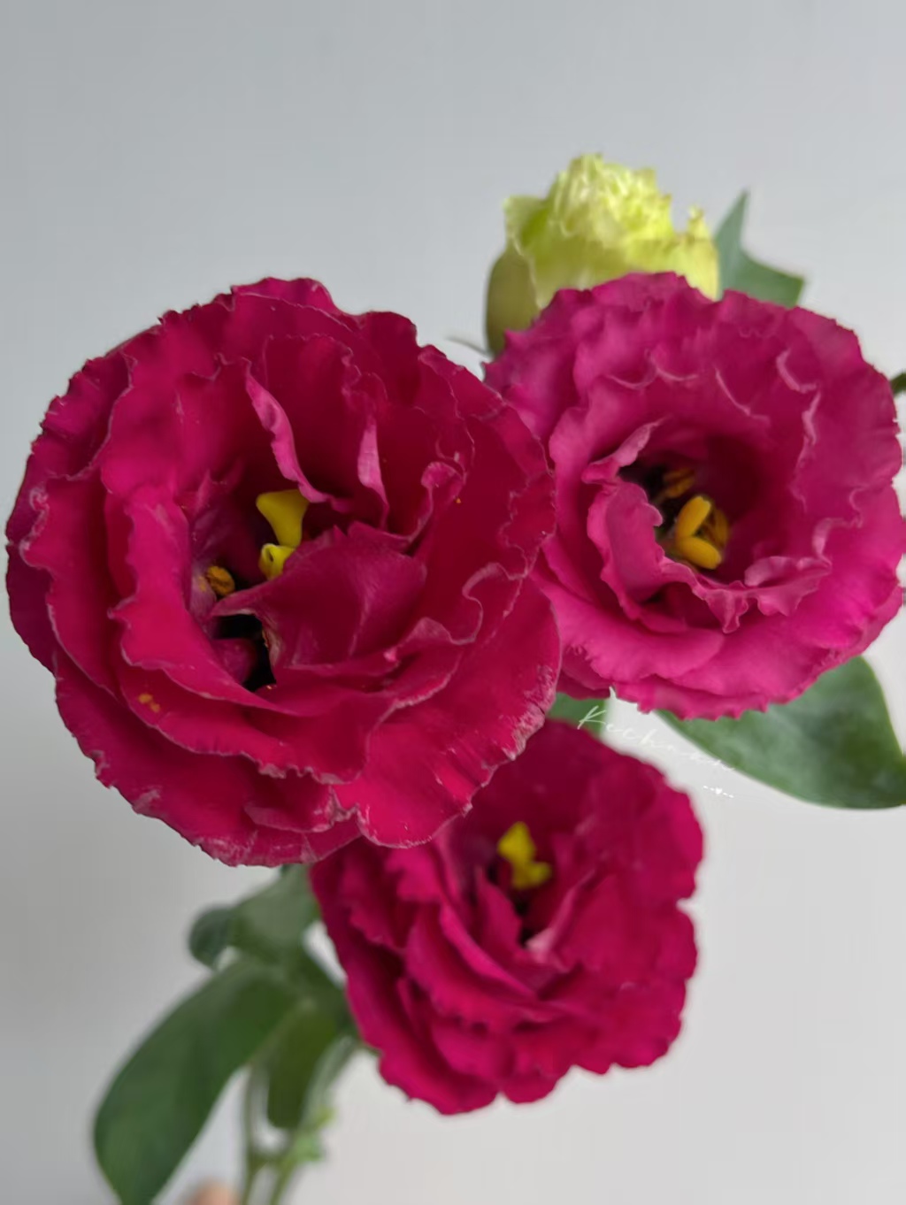 Wine-red Lisianthus
