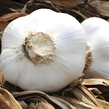 Garlic Puree for Easy Kitchen Preparation
