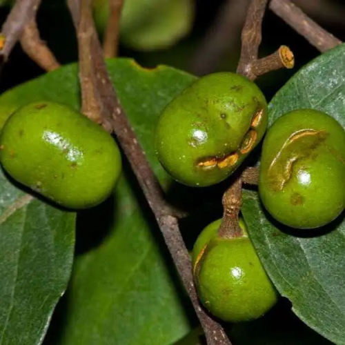 Natural Pygeum Africanum Extract Powder