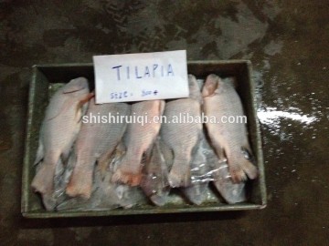 frozen whole round tilapia