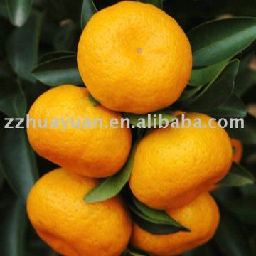 fresh nanfeng orange