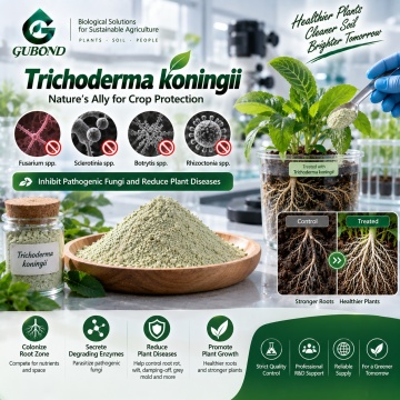 مسحوق Trichoderma koningii الميكروبي لإدارة التربة والجذور الأرضية