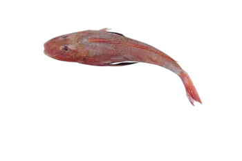 Luxury Monkfish Collection: Premium Seafood Experience