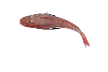 Luxury Monkfish Collection: Premium Seafood Experience