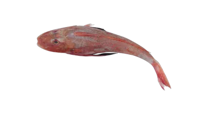 Luxury Monkfish Collection: Premium Seafood Experience