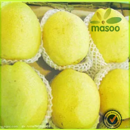 Fresh Pear all types of fresh pear,ya pear ,Golden Pear and Fengshui pear
