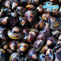 Vongole vive dissalate e carne sbucciata congelata