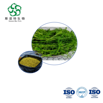 Premium Fennel Extract Bulk 10:1 for Digestive & Women's Wellness