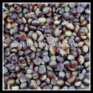 2015 Crop Chinese Fresh Chestnut, Big Size