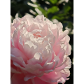 হালকা গোলাপী Wanxia Peony ফুল