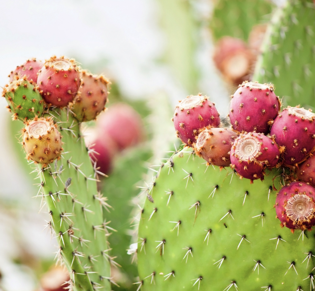 Cactus Fruit Powder Supplier