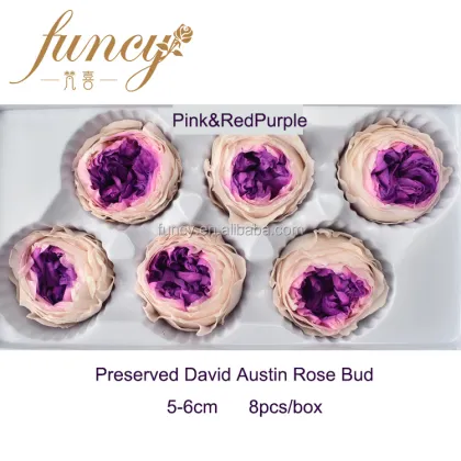 5-6 cm Natural Preserved David Austin Rose Flowers