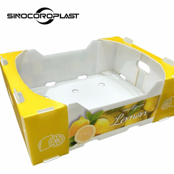 Polypropylene Sheets & Cutting Boards: Vegetable and Fruit Storage Solutions
