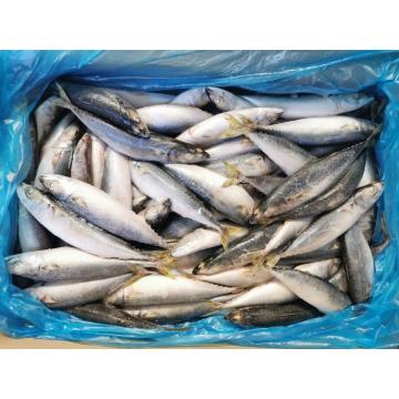 Chinese Frozen Mackerel 300 500gr Pacific For Africa