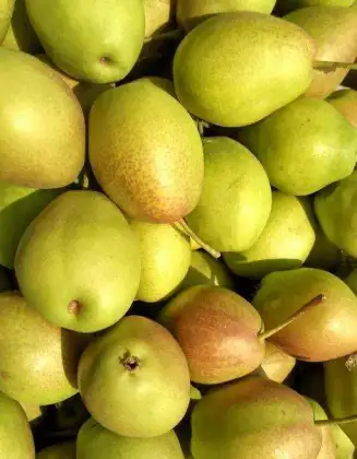 fresh su pears new crop