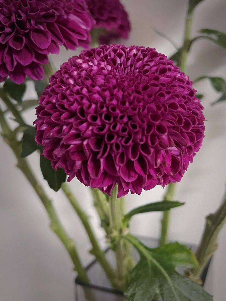 Purple Ping Pong Chrysanthemum