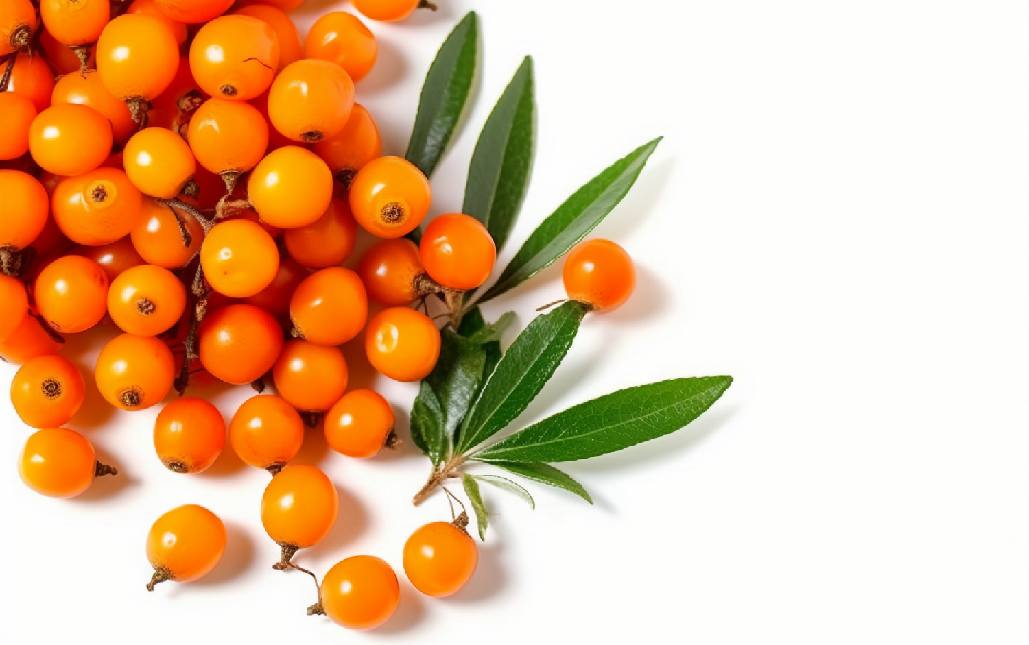 Seabuckthorn-extract-4