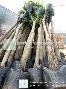 Ficus