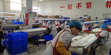 Aaaa Cheap Quality Walnut Kernel