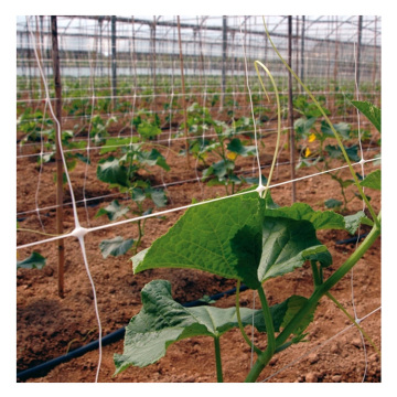 Wholesale Agricultural Bean Plant Plastic Trellis
