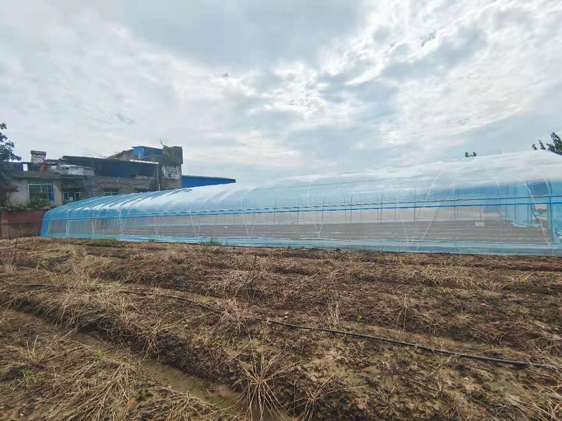 Qingcheng Agriculture's Single-Unit Arched Greenhouse Project in Hechuan Successfully Launched, Boosting the Quality and Efficiency of Suburban Facility Agriculture