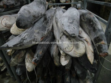 Whole Round Shark