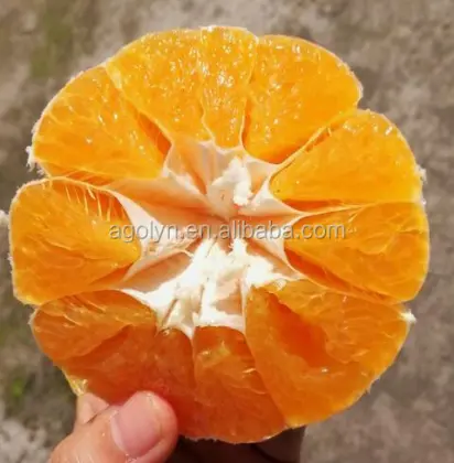 Fresh Juicy Sweet Mandrin Oranges
