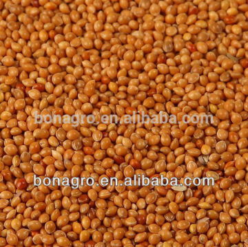 2013 crop millet bird or fish seeds