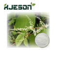 Extraktionspflanze Riesen Knotweed Rhizome Pe