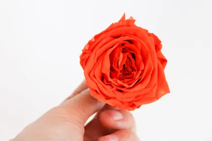 Best Quality Real Natural Forever Litchi Flower Head Preserved Garden Roses for Decoration