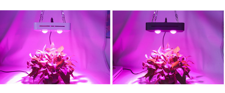 COB Grow light for seedlings