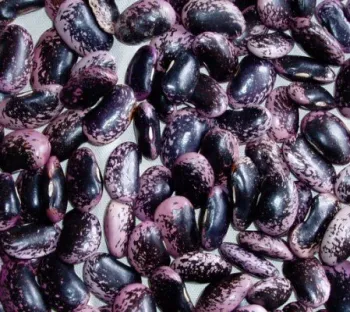 Black Speckled Kidney Beans