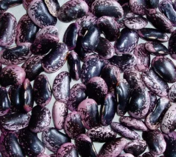 Black Speckled Kidney Beans