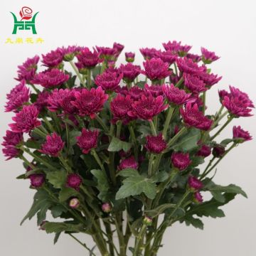 Bruno Purple Multi-Color Spray Mums Flowers
