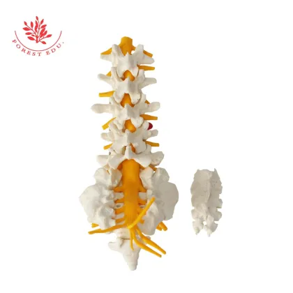Lumbar Spine Model with Vertebrae, Ligaments, and Nerves