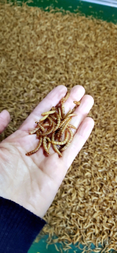 Protein insect of yellow mealworms