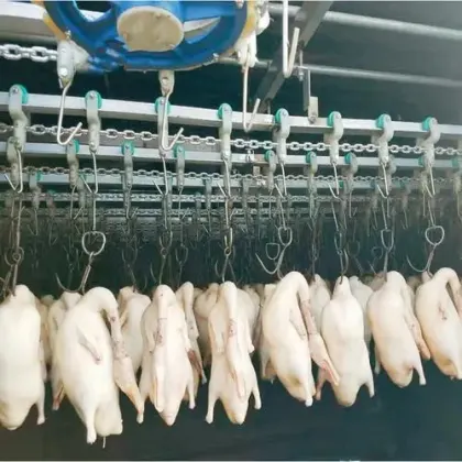 Steel Material Automatic Small Duck & Goose Slaughter Line Equipment for Poultry Farms