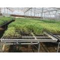 Pertanian Bench rolling bench For Greenhouse