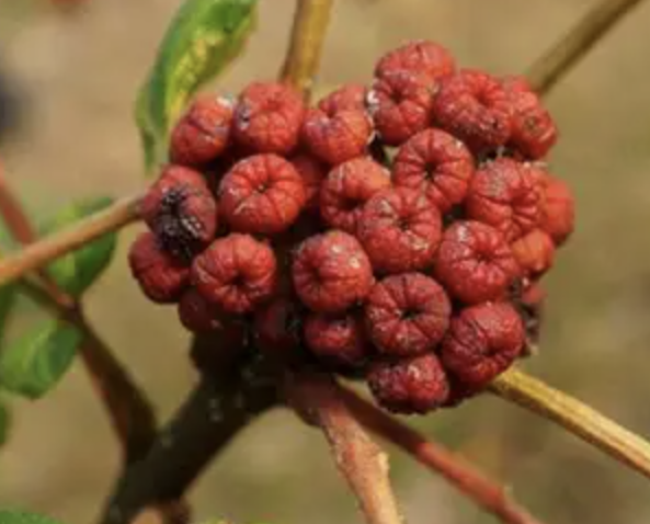 Evodia Extract Powder Supplier