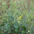 Crotalaria mucronata arbusto plantones para la venta