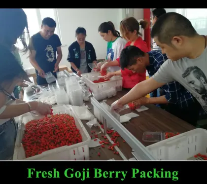 Sun Dired Goji Berry and Wolfberry exported