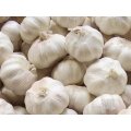 Garlic 100% Pure Best Therapeutic Grade Essential Oil10ml
