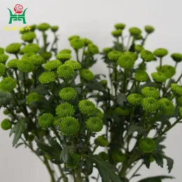 Green Spray Chrysanthemums Flowers