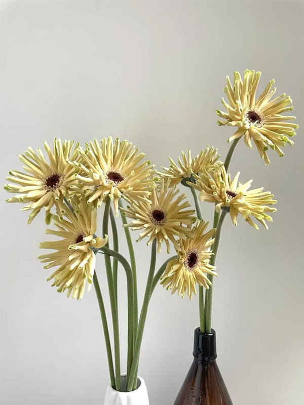 Gerbera Sweden3