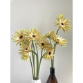 Gerbera সুইডেন স্ট্যান্ডার্ড chrysanthemum