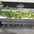 Fresh-cut leafy vegetables processing line for sale