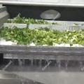 Machine de blanchiment des légumes surgelés pour le traitement de la salade